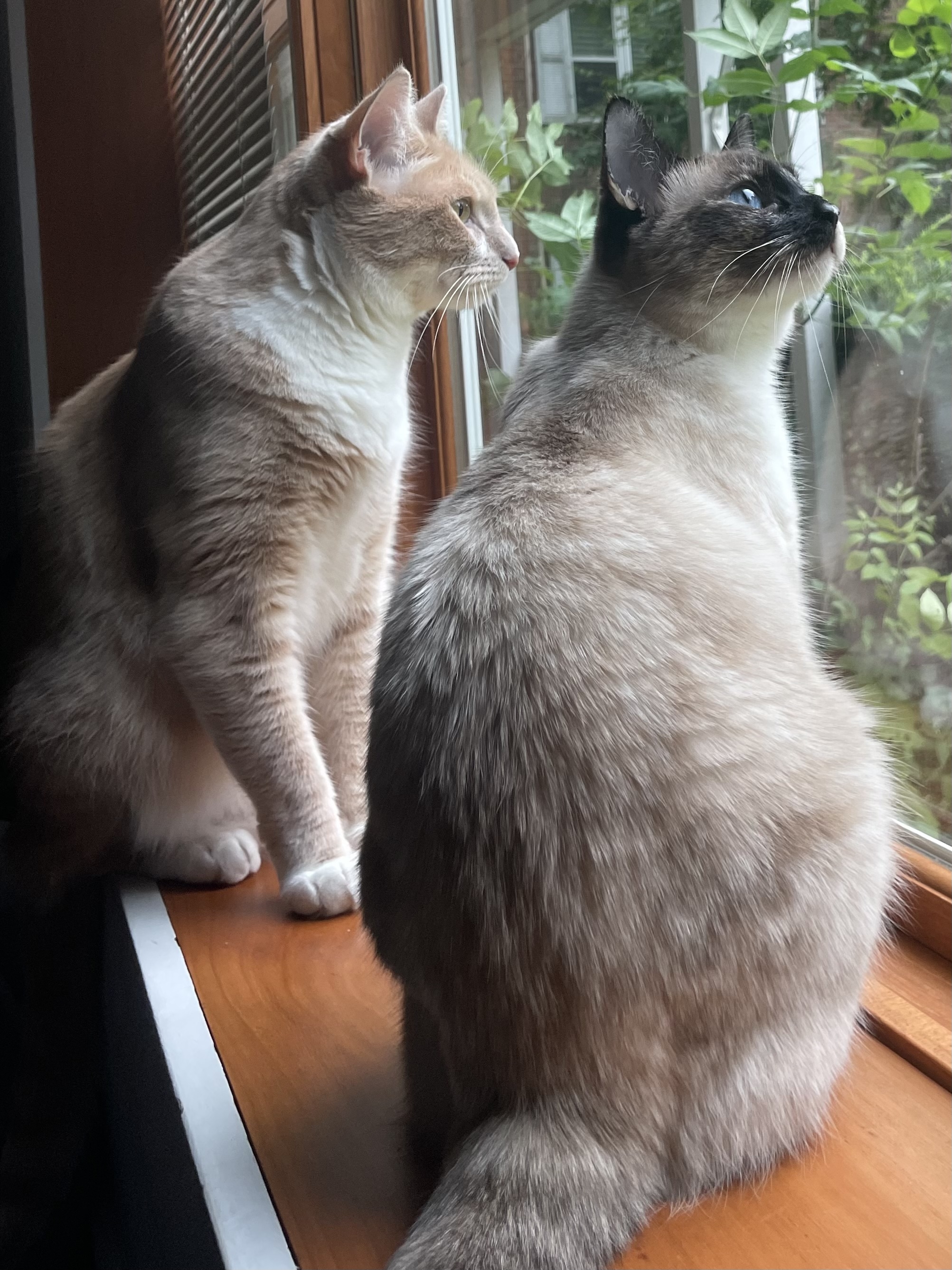 Jamboree and Lucille